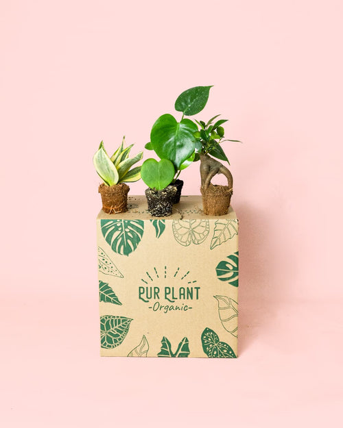 Pack 4x Mini Plantas Resistentes - Pur Plant