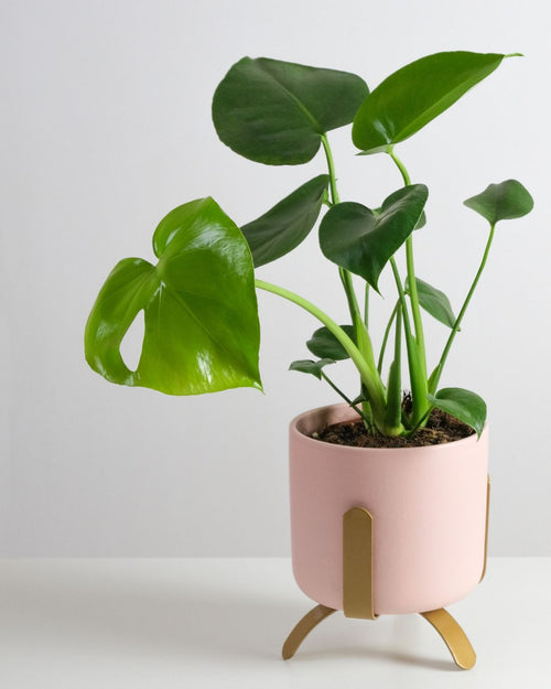 Pack 4x Mini Plantas Resistentes - Pur Plant