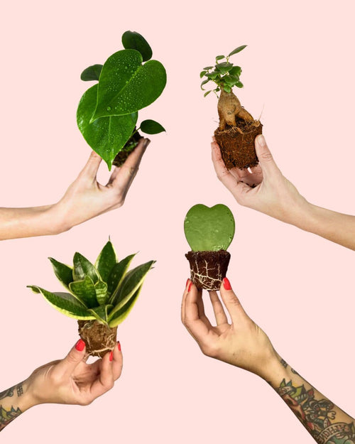 Pack 4x Mini Plantas Resistentes - Pur Plant