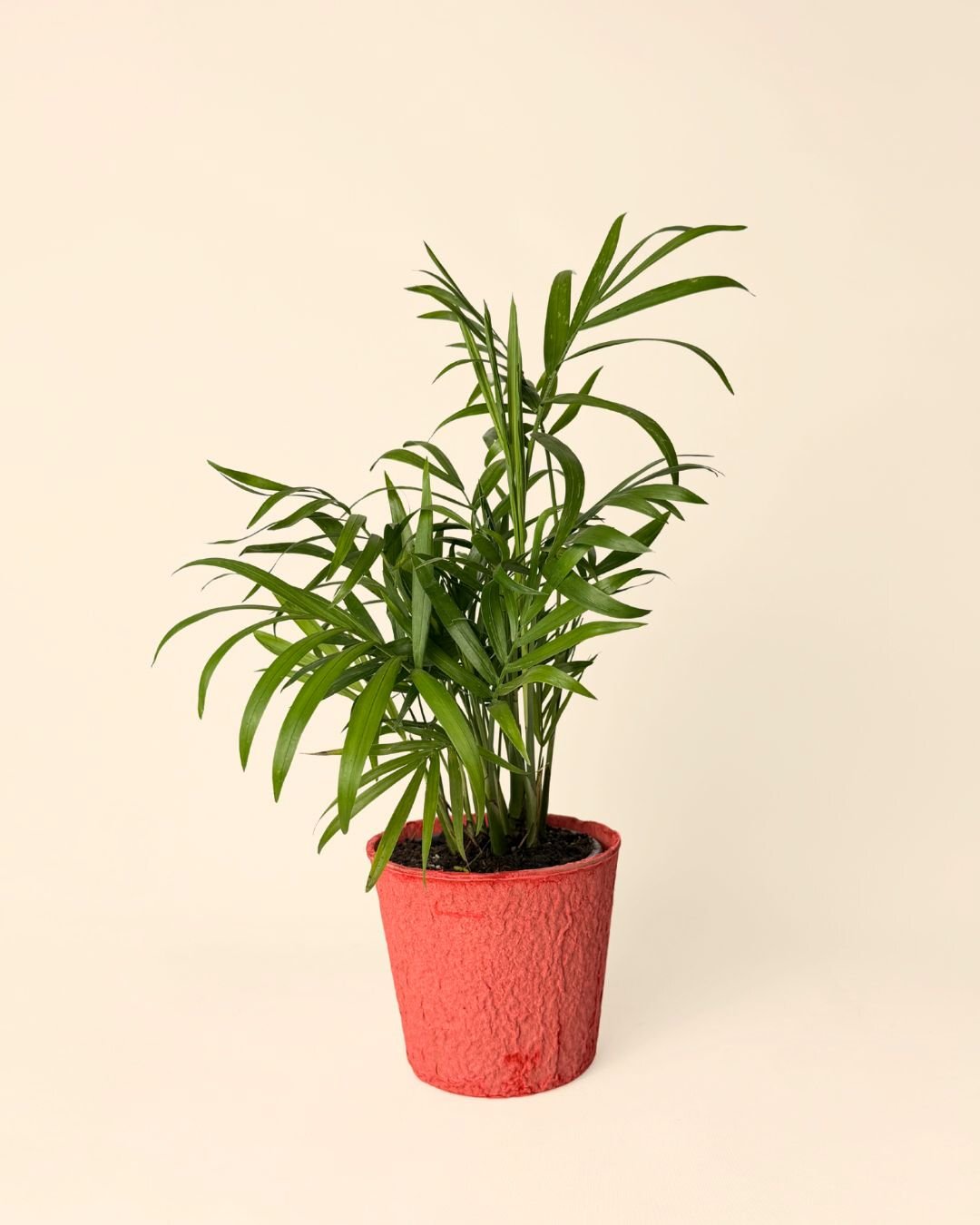 Pack 5x macetas biodegradable rojo 9 cm - Pur Plant
