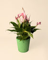 Pack 5x macetas biodegradable verde 9 cm - Pur Plant