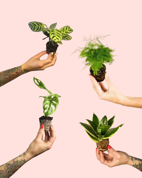 Pack 4x Mini Plantas Poca Luz