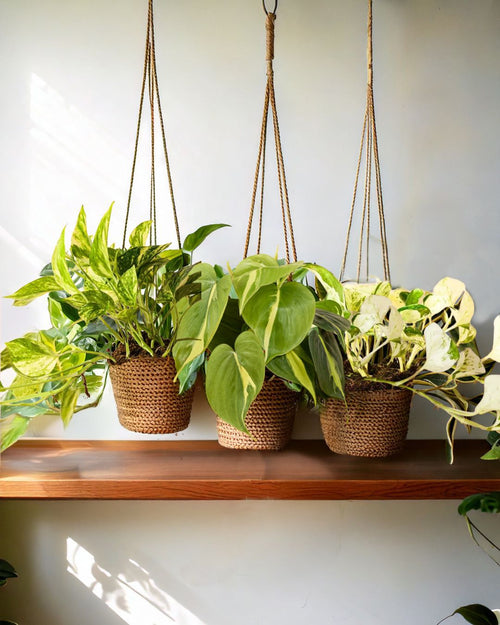 Pack 3x Plantas Medianas Colgantes