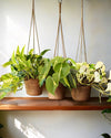 pack-plantas-colgantes-m-2