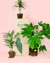 pack-plantas-poca-luz-box_2
