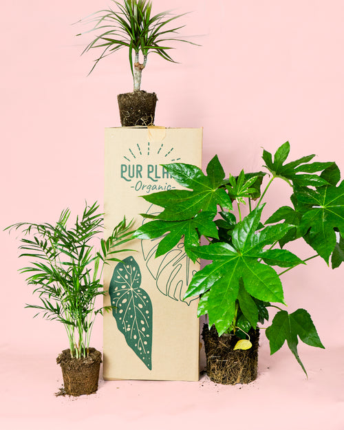 Pack 3x Plantas Medianas Poca Luz