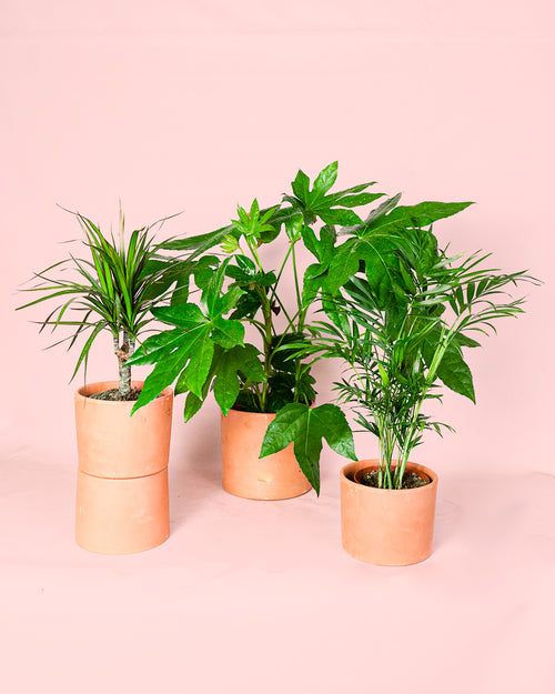 Pack 3x Plantas Medianas Poca Luz