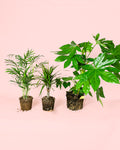 Pack 3x Plantas Medianas Poca Luz