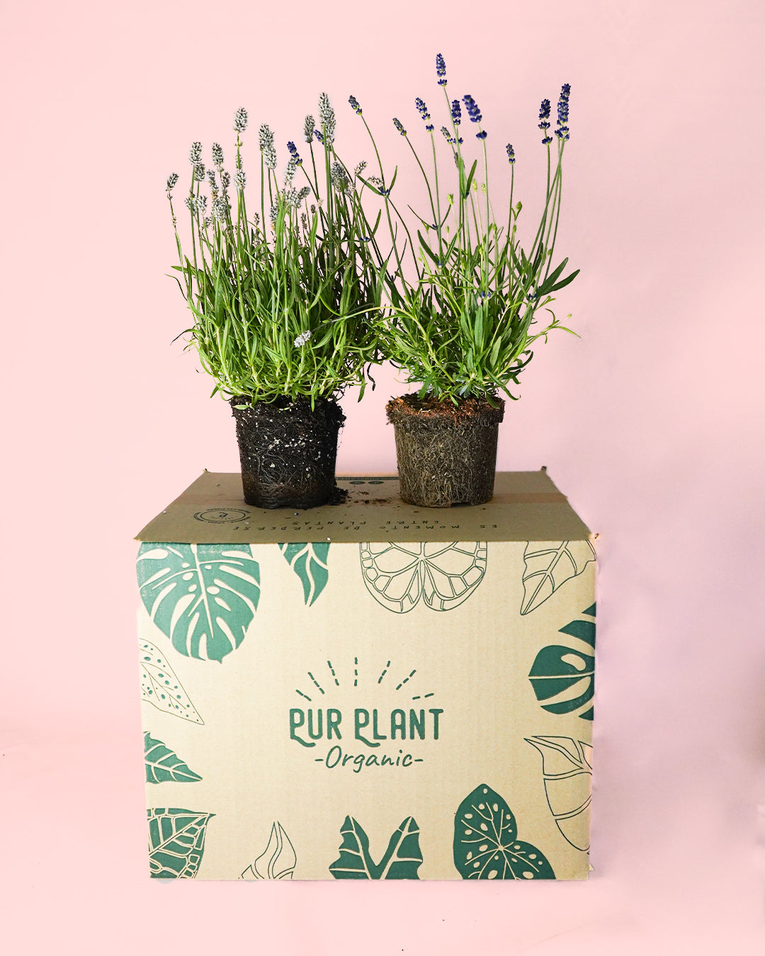 Pack 2 Lavandas: Morada y Blanca