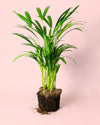 Palma Areca L - Pur Plant