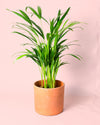 Palma Areca L - Pur Plant