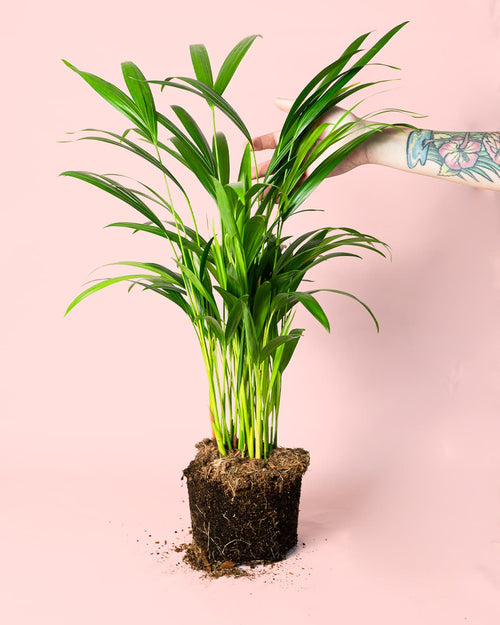 Palma Areca L - Pur Plant