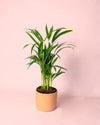 Palma Areca M - Pur Plant