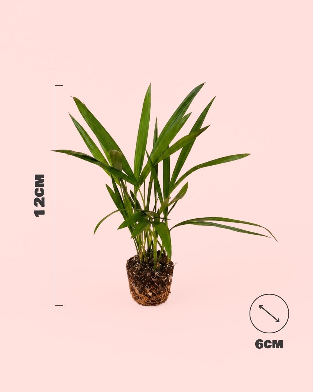 Palma Areca Mini - Pur Plant