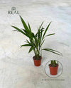 Palma Areca Mini - Pur Plant