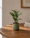 Palma Areca Mini - Pur Plant