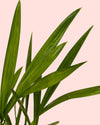 Palma Areca Mini - Pur Plant