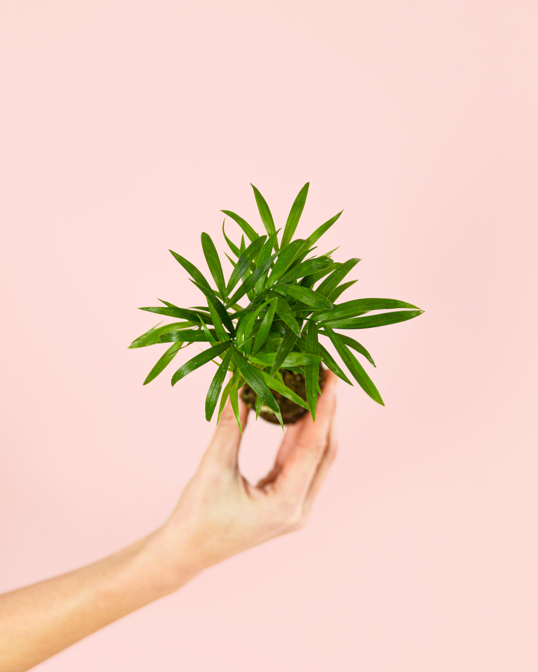 chamaedorea elegans mini