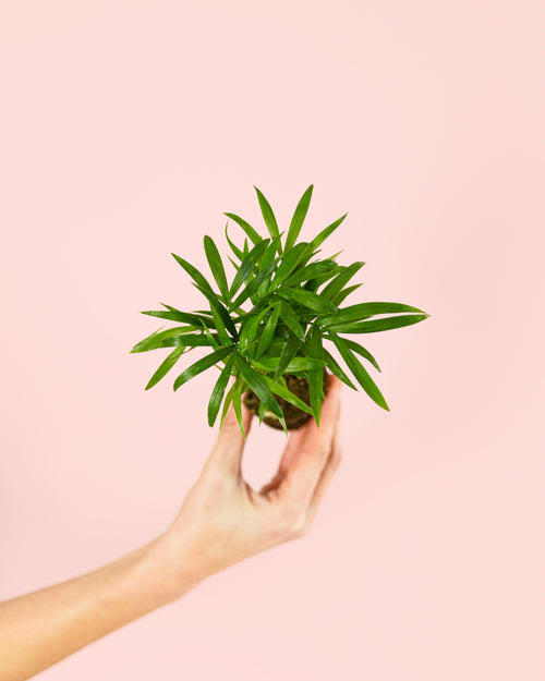 chamaedorea elegans mini