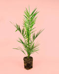 Palmera Canaria M