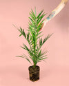 Palmera Canaria M - Pur Plant