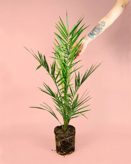Palmera Canaria M - Pur Plant