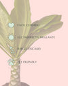 Palmera Hawaiana M - Pur Plant