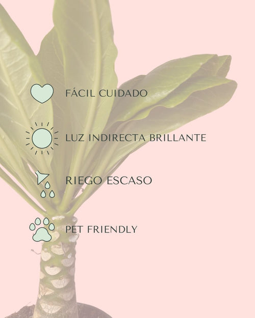 Palmera Hawaiana M - Pur Plant