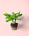 Palmera Hawaiana M
