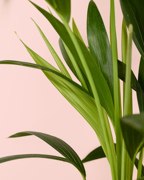 Palmera Kentia L - Pur Plant