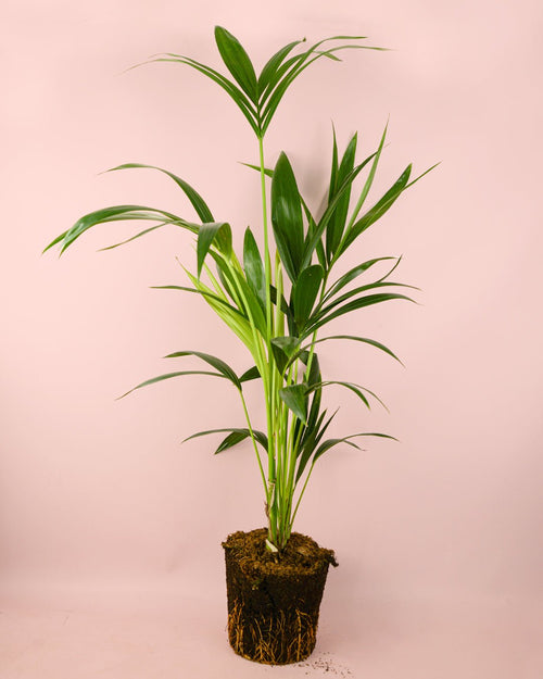 Palmera Kentia L - Pur Plant