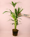 Palmera Kentia L - Pur Plant