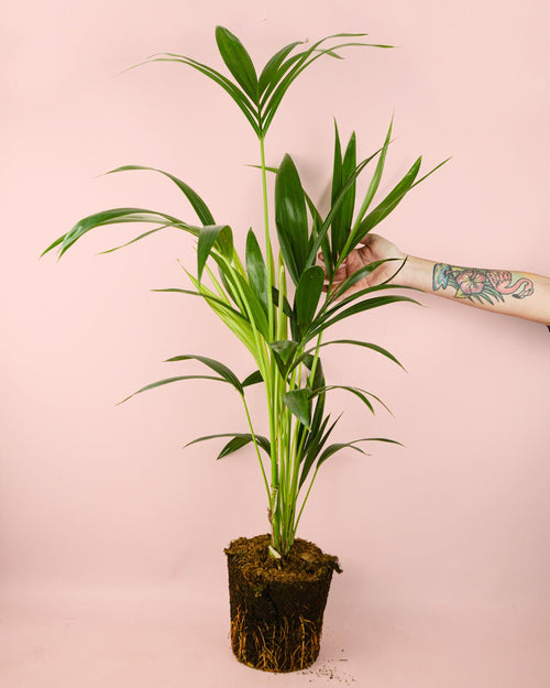 Palmera Kentia L - Pur Plant