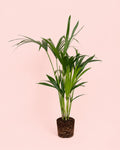Palmera Kentia L