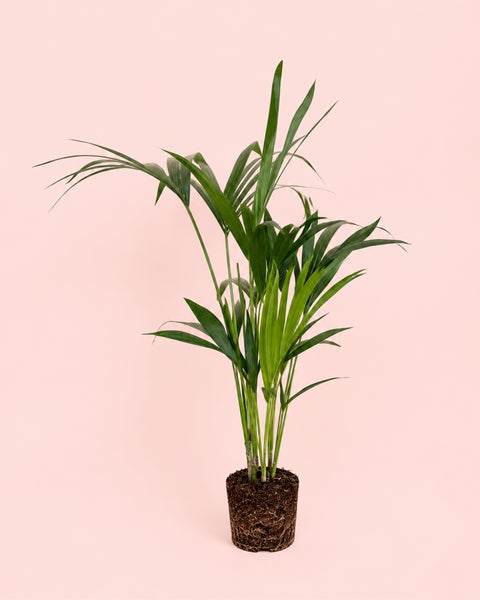 Palmera Kentia L