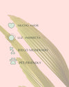 Palmera Licuala Grandis M - Pur Plant