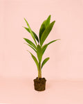 Palmera Licuala Grandis M