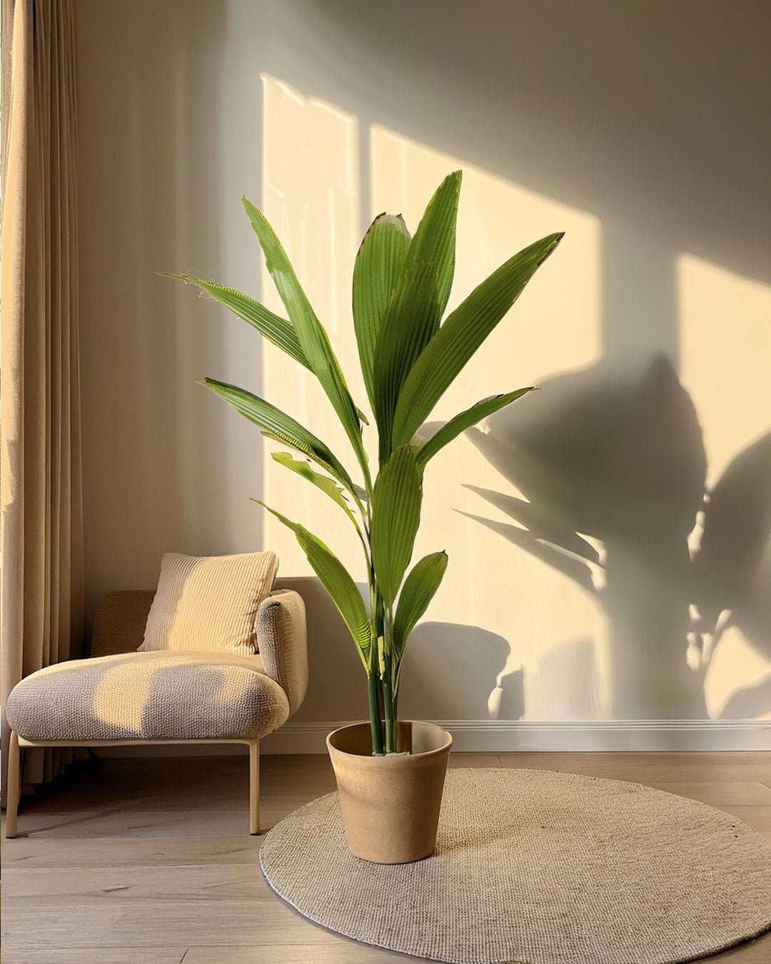 Palmera Licuala Grandis M - Pur Plant