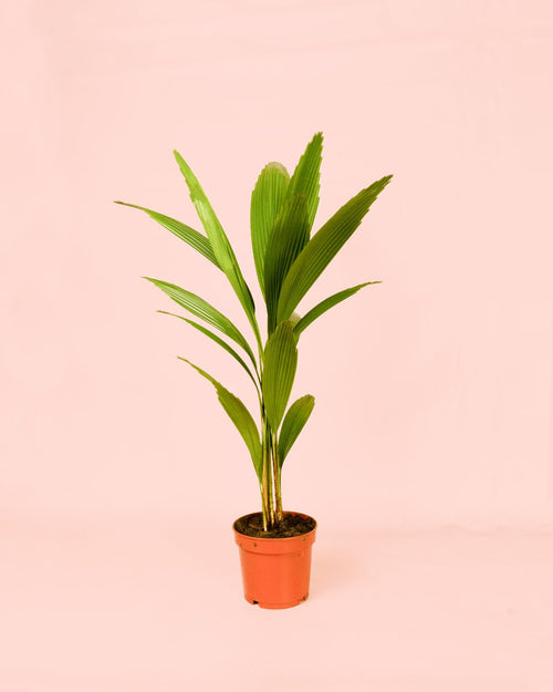 Palmera Licuala Grandis M - Pur Plant