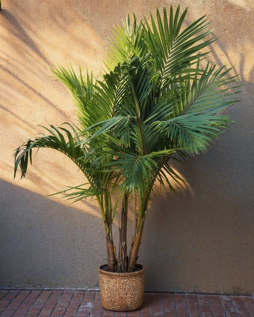Palmera Real XXL - Pur Plant