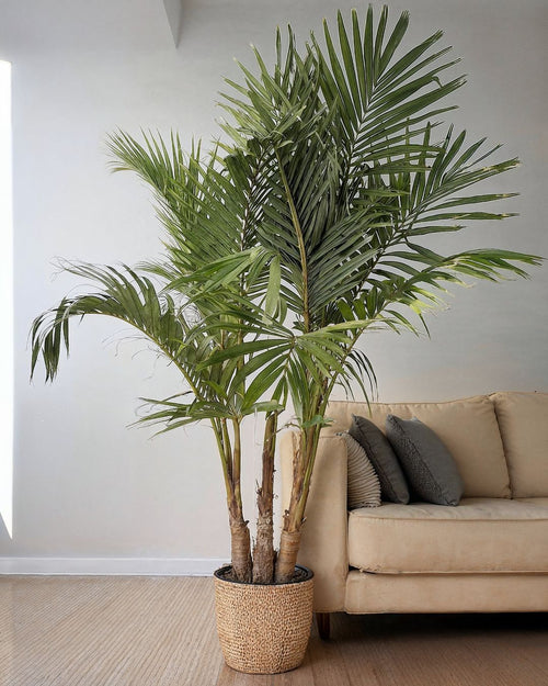 Palmera Real XXL - Pur Plant