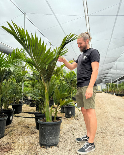 Palmera Real XXL - Pur Plant