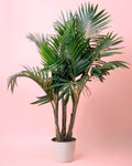 Palmera Real XXL