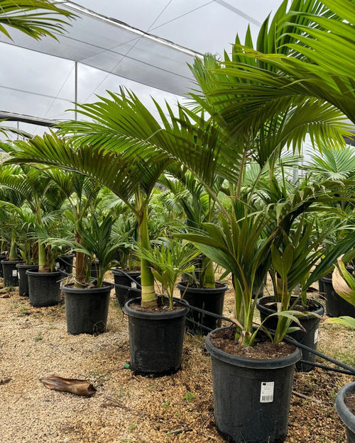 Palmera Real XXL - Pur Plant