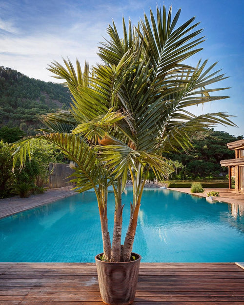 Palmera Real XXL - Pur Plant