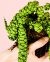 pangolin-kisses-detalle
