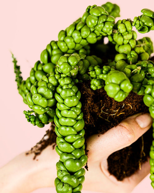 Pangolin Kisses Mini - Pur Plant