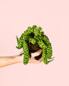 Pangolin Kisses Mini - Pur Plant
