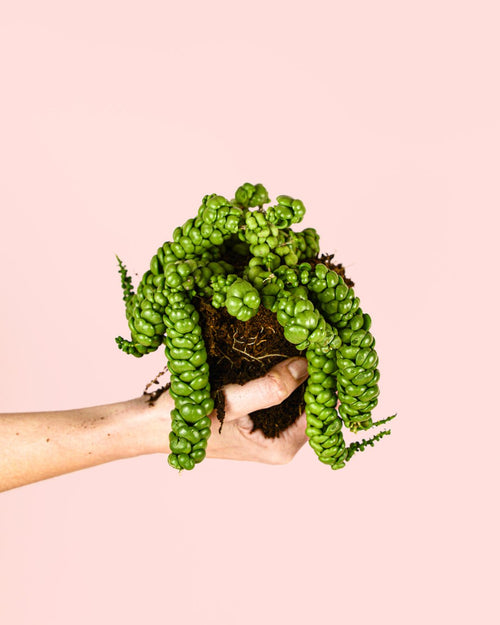 Pangolin Kisses Mini - Pur Plant