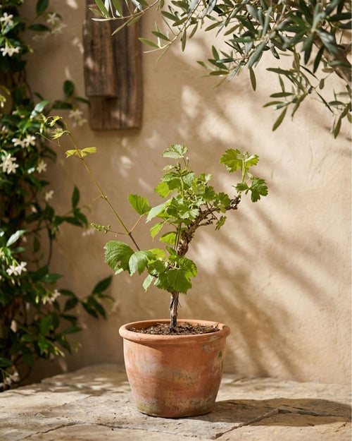 Parra Bonsái - Vitis Vinifera - Pur Plant